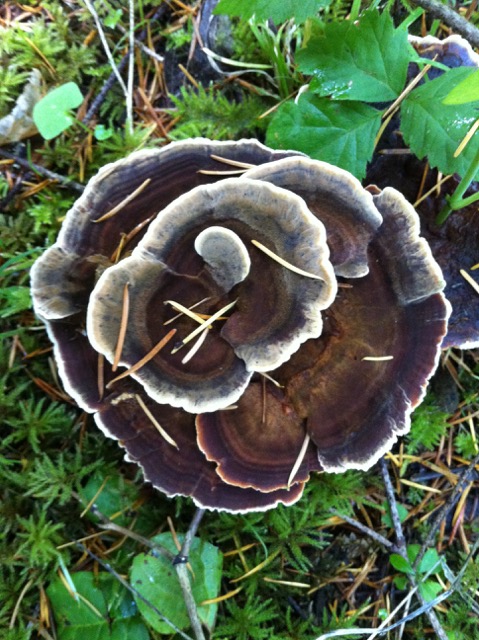Bracket Fungi (Fomes pinicola)